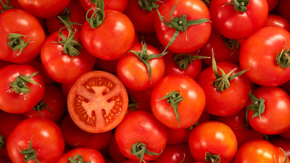 Pomidorai šiltnamyje – ką svarbu žinoti