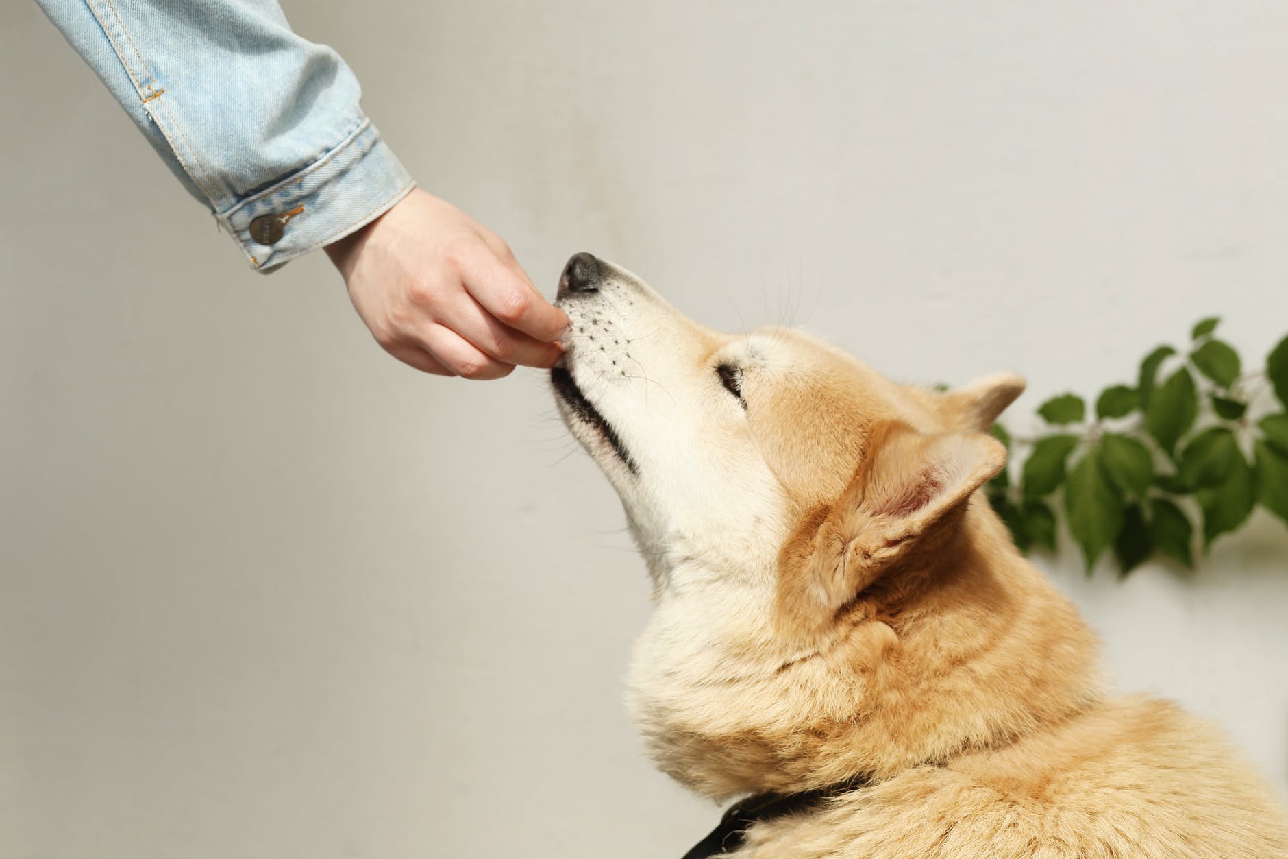 6 populiariausi mitai apie šunų maistą