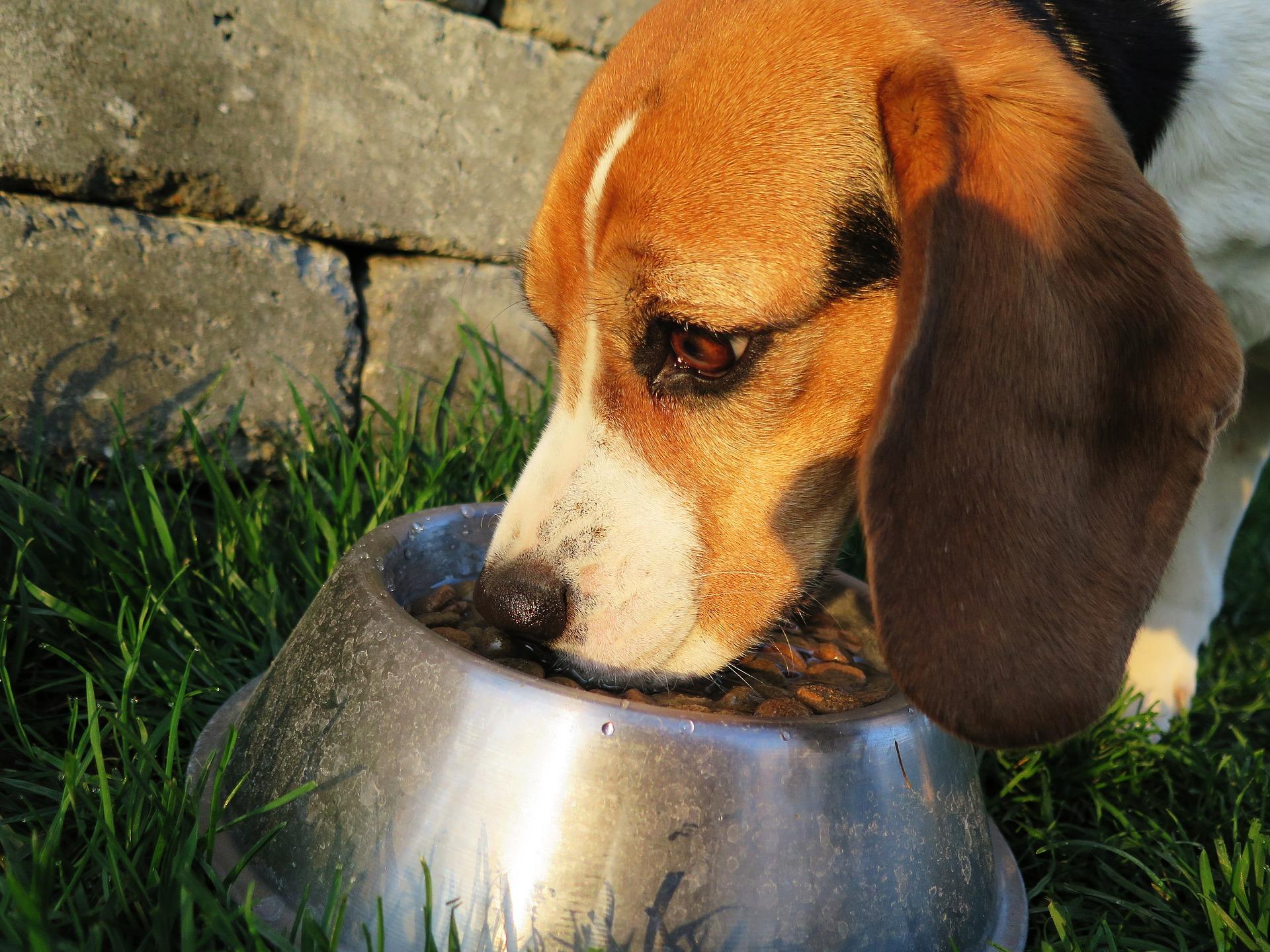 Sausas maistas šunims: kaip jį pasirinkti?