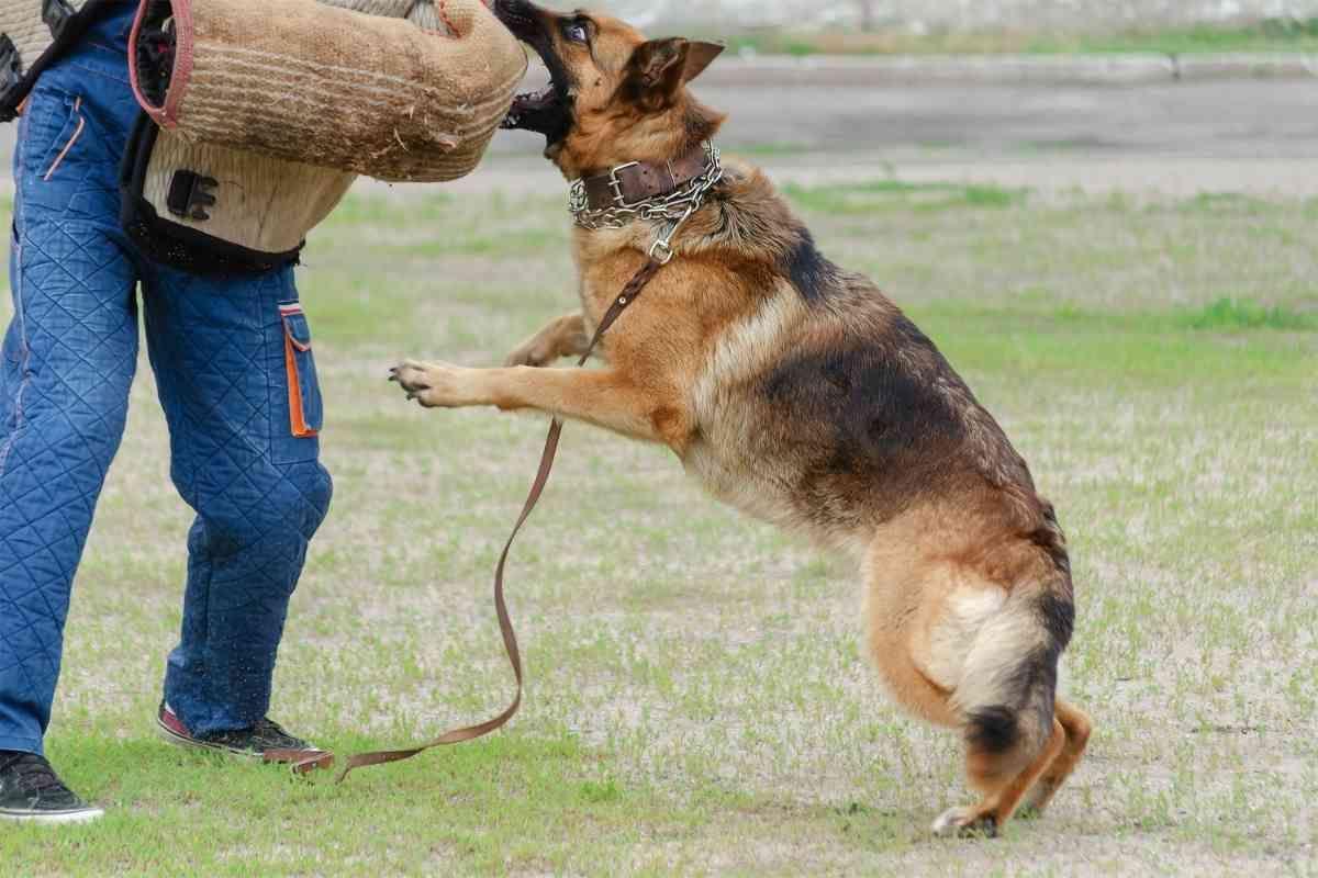 In welchem Alter wird ein Deutscher Schäferhund aggressiv?
