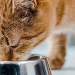 Kokia mityba geriausia jūsų kačių sveikatai