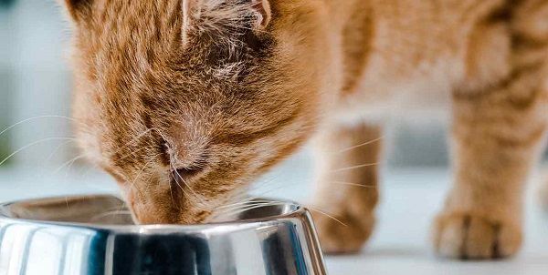 Kokia mityba geriausia jūsų kačių sveikatai?